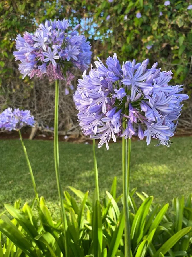 Dream Garden Apartment Santa Cruz de Tenerife